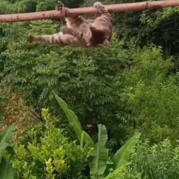 OMG what a lucky cat!! 😱