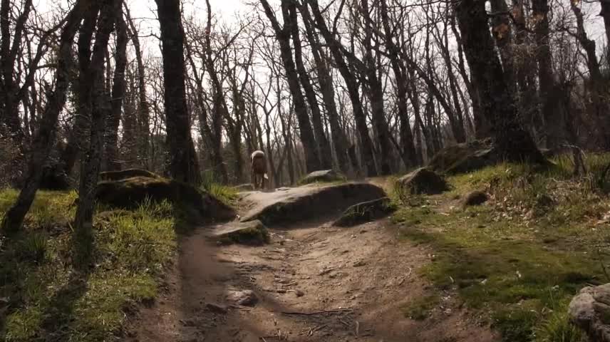 The longing for life should be accompanied by pets