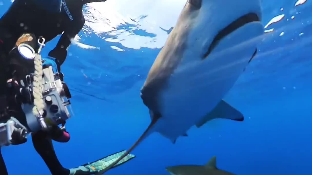 Wildlife