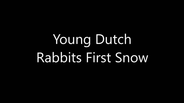 Young Rabbits First Snow