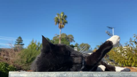 Cat trying to scratsh her back