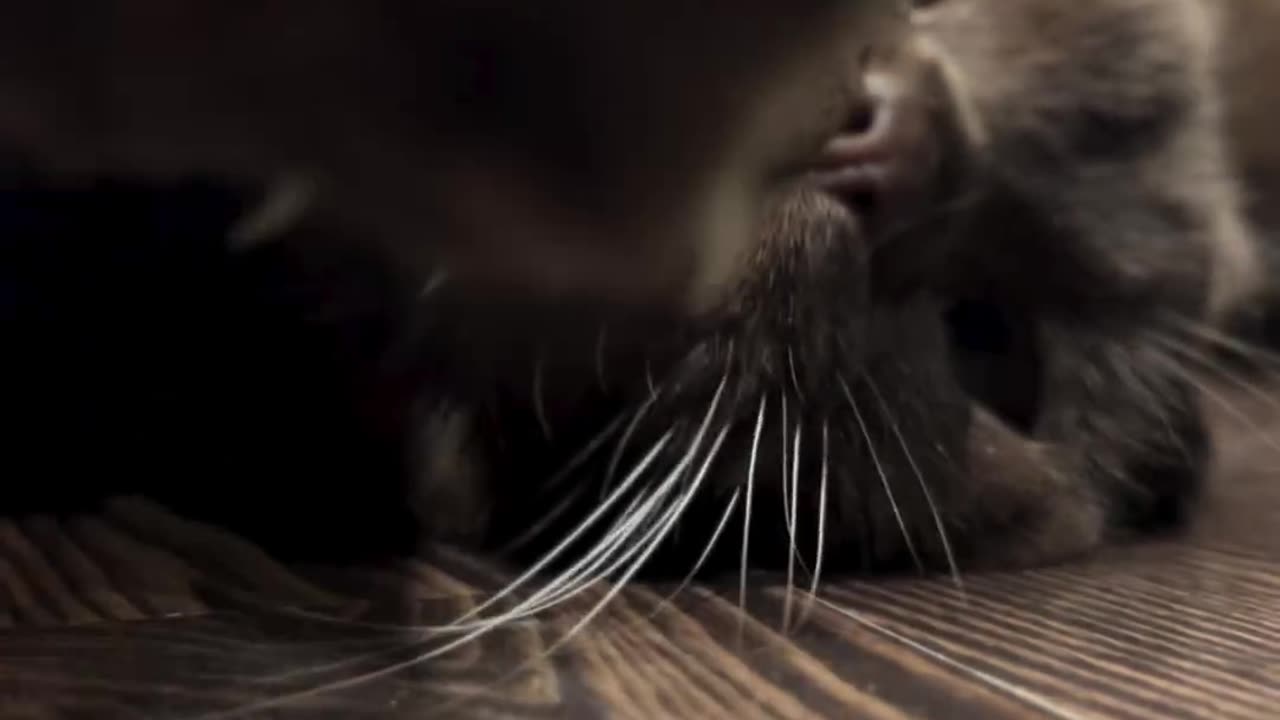 Dive into the Cutest Cat Chronicles