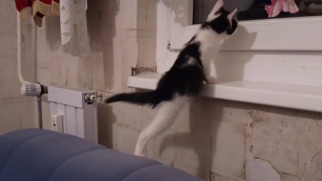 Kitty falls behind couch