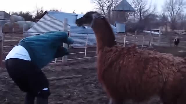 unexpected funny animal attacks