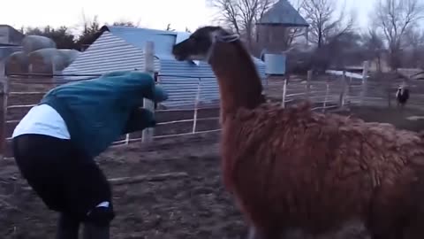 unexpected funny animal attacks