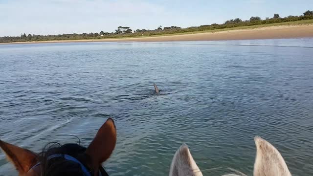 Dolphins and Horses Interact