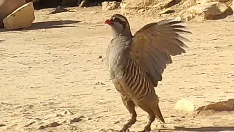 A_ Little_ Beautiful_ Bird🐦_ Video.
