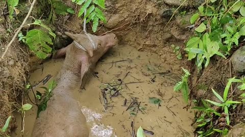 Lost Buffalo Rescued From Water Well