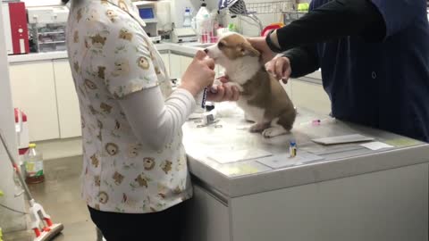 Puppies who don't know if they will get an injection