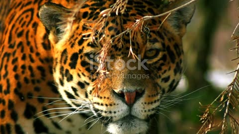 The Secret Life of Jaguars: Jungle's Mysterious Big Cats