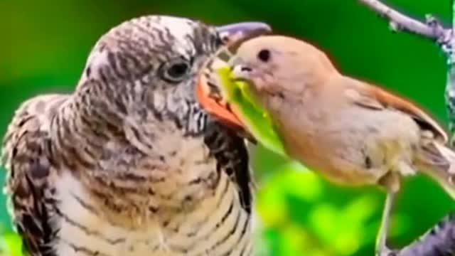 Birds Whatsapp status video🕊️ | bird video | Baby bird's videos | #shorts #animal #shortsforanimal