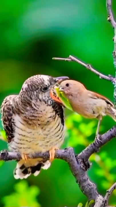 Birds Whatsapp status video🕊️ | bird video | Baby bird's videos | #shorts #animal #shortsforanimal