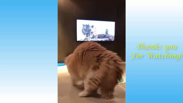 Cat Was Scared Away by Tiger