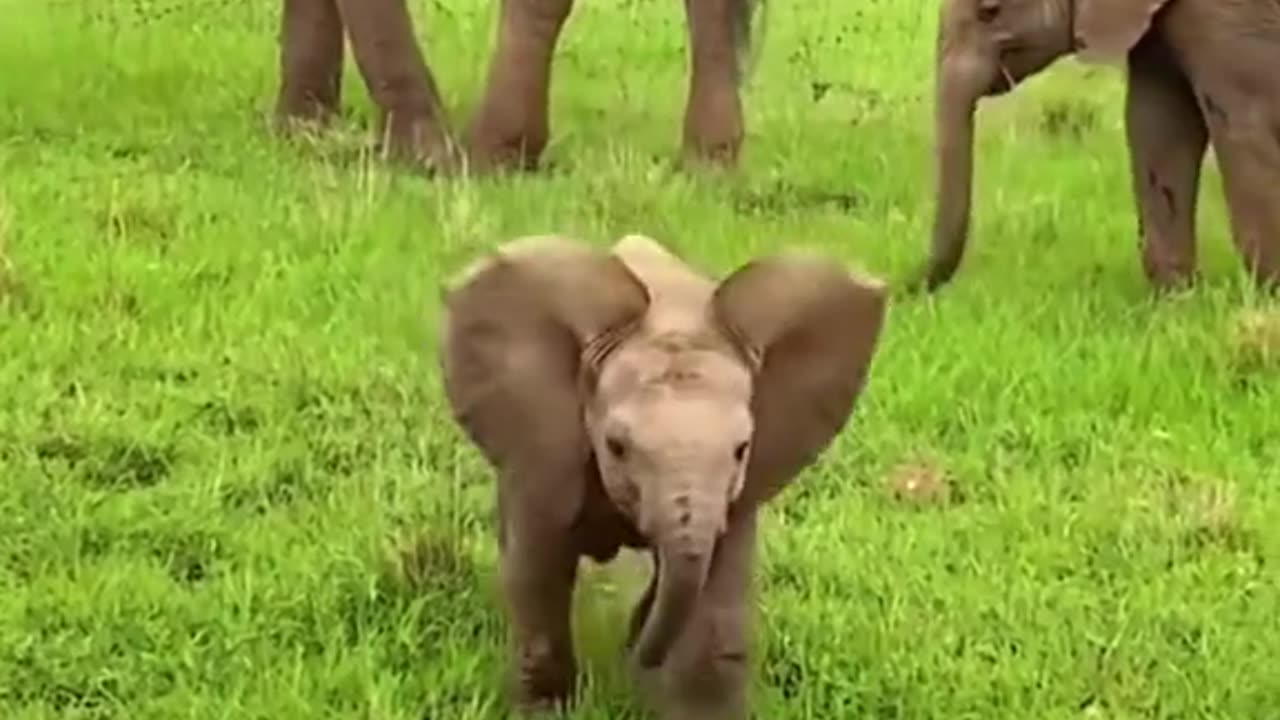 Cute Elephant 🐘