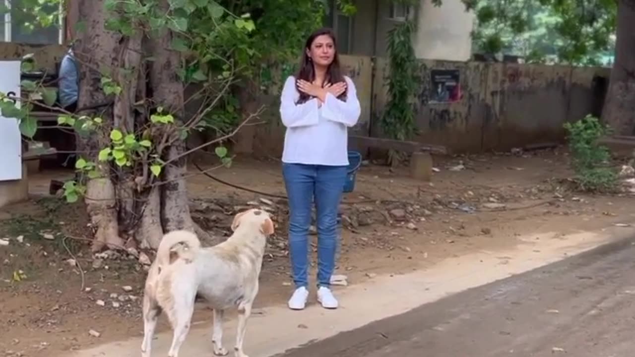 If you're afraid of dogs and one comes up to you,