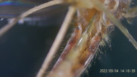 Light pulse on a dying mosquito