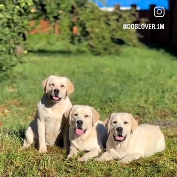 A dog is the only thing on earth that loves you more than he loves himself." — Josh Billings