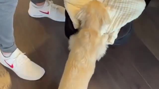 Watch this cute dog petting and playing with the baby 🥰😘