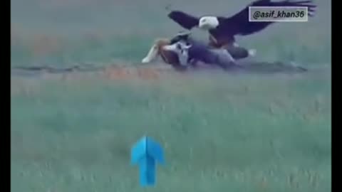 Eagle attack