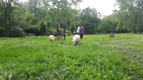 Young sheep eating grass