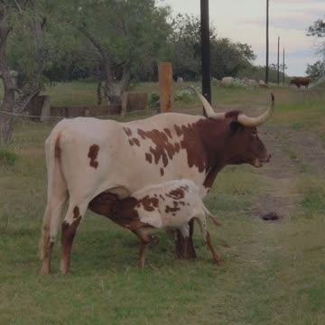 A Longhorn Momma feeding her baby