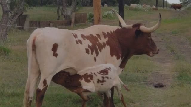 A Longhorn Momma feeding her baby