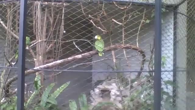 Lindo papagaio verde e amarelo no parque, ele está cuidando do pelo [Nature & Animals]