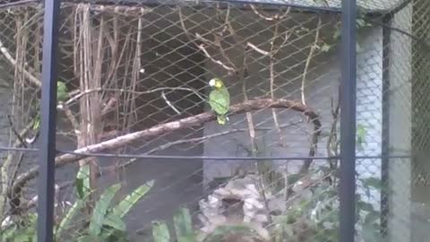 Lindo papagaio verde e amarelo no parque, ele está cuidando do pelo [Nature & Animals]