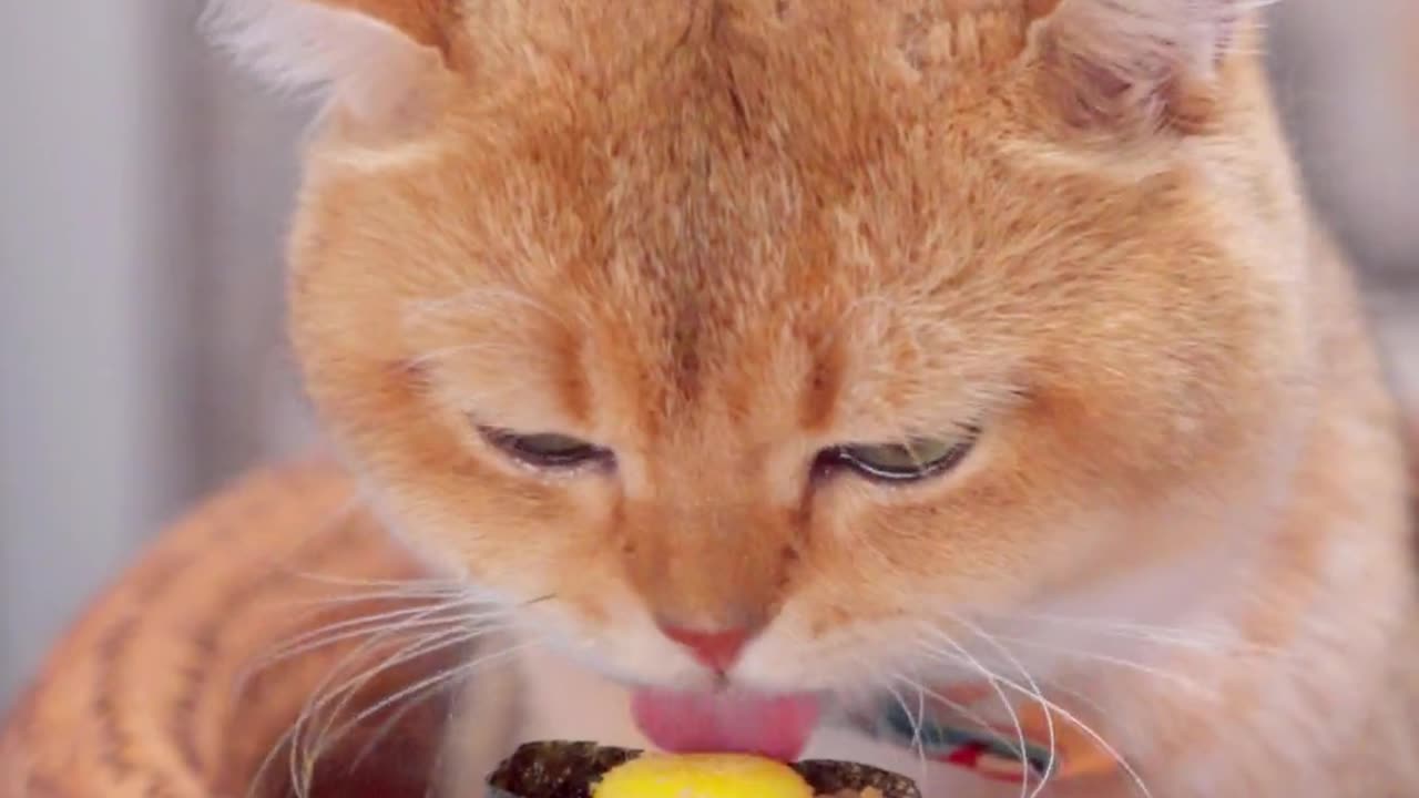 ASMR Cat Eating Delicious Meat Part 6.