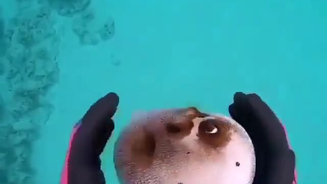What a cutie fish ! Impressive look