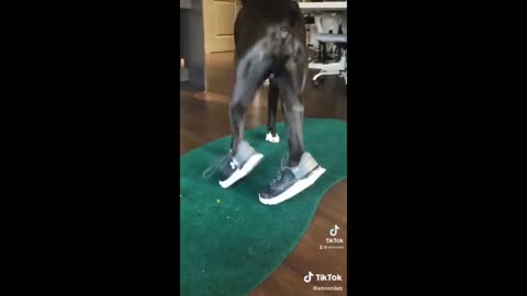 Funny Dog & Cats Video 🐶 🐱