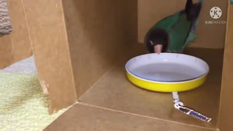 parrot turning the plate