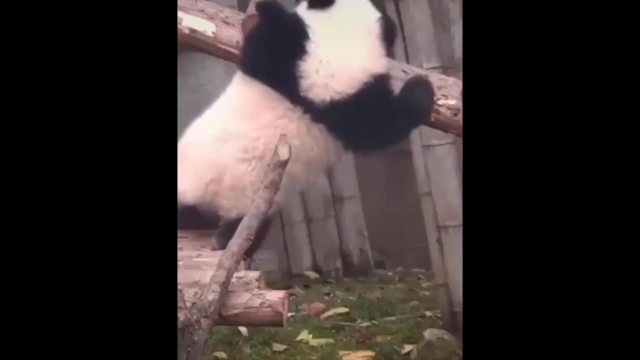 Funny and Cute Panda Compilation