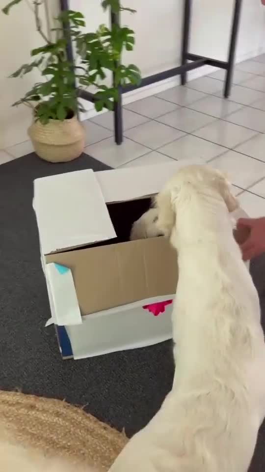 Dogs - they are best friend