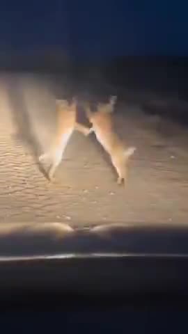 Great animal compilation set to the music "Funkytown"