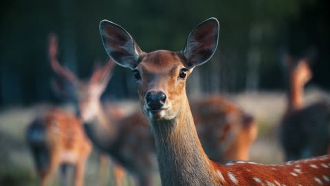 Close-up: a Spotted young wild deer lies on the ground in the sunlight and looks at the camera