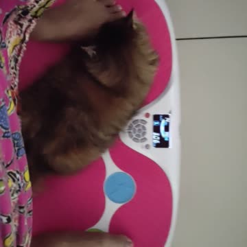 My Cat Exercise on Christmas Day