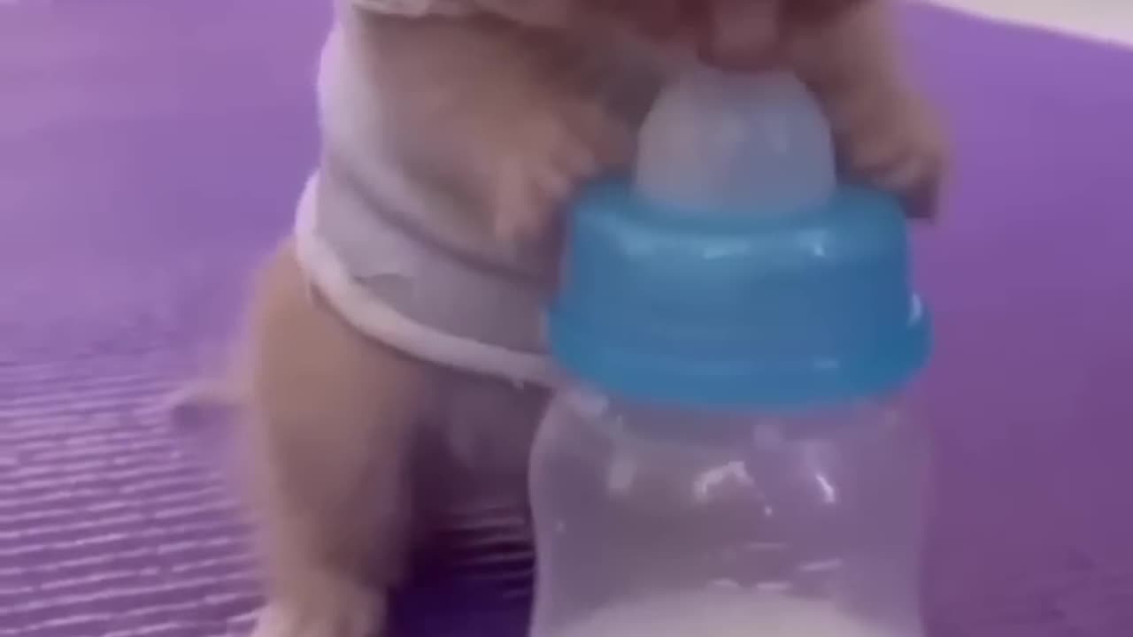 Cats drink milk with bottle