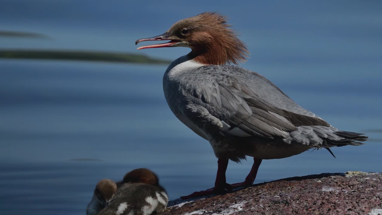 The Goosander: Close Up HD Footage (Mergus merganser)