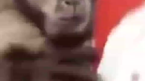 Funny Animal Video 😂🐈🐈#shorts #animals