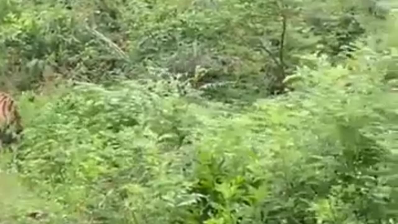 Watch- Terrifying encounter with a tiger on safari #shorts