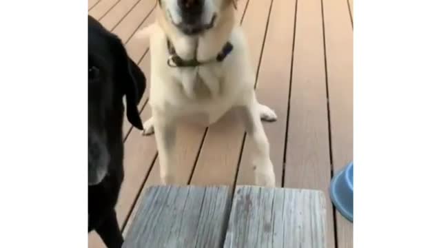 Playing Fetch With A... Twig???