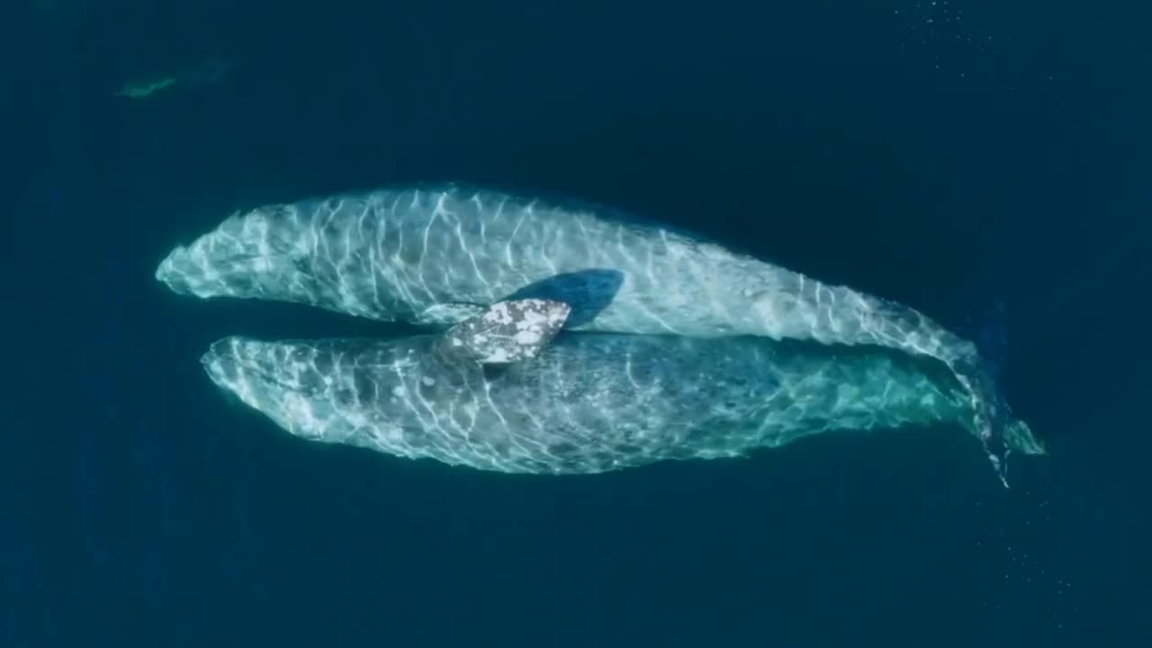 Two whales share a hug 💙🫶🏼