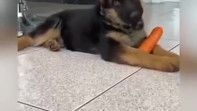 When Fluffy German Shepherd Puppy hear weird sound. His expression is so funny