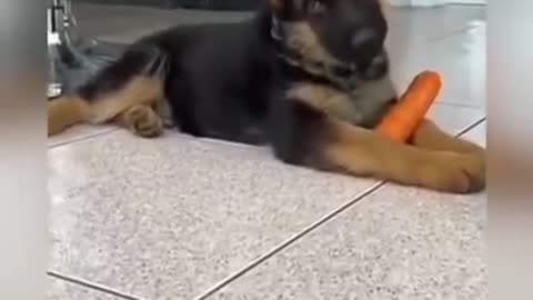 When Fluffy German Shepherd Puppy hear weird sound. His expression is so funny