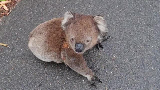 Koala Relocated off the Road on Blind Corner