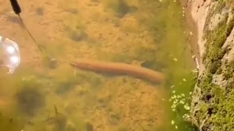 Catching Slippery Eels from Hole with Bare Hands