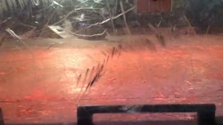 Robots of Destruction Dublin 2015: Ripper Vs Iron Awe 7