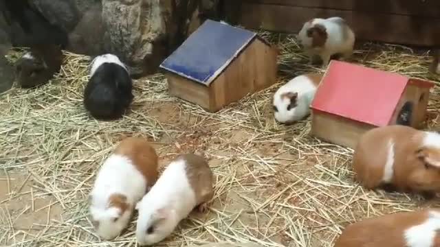 Guinea pigs doing their own work
