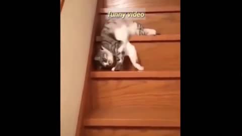 Funny moments Are Animals , Latest video in 2021